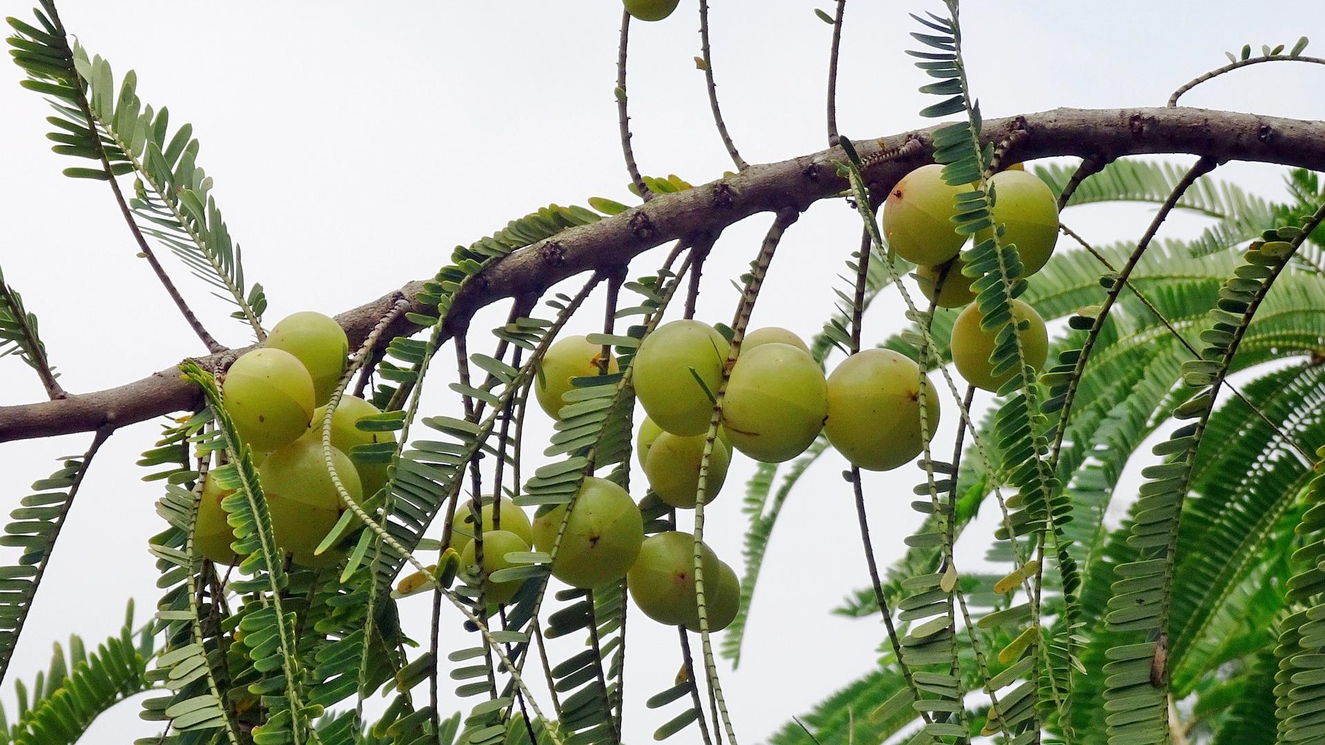 Health Benefits Of Amla In Tamil