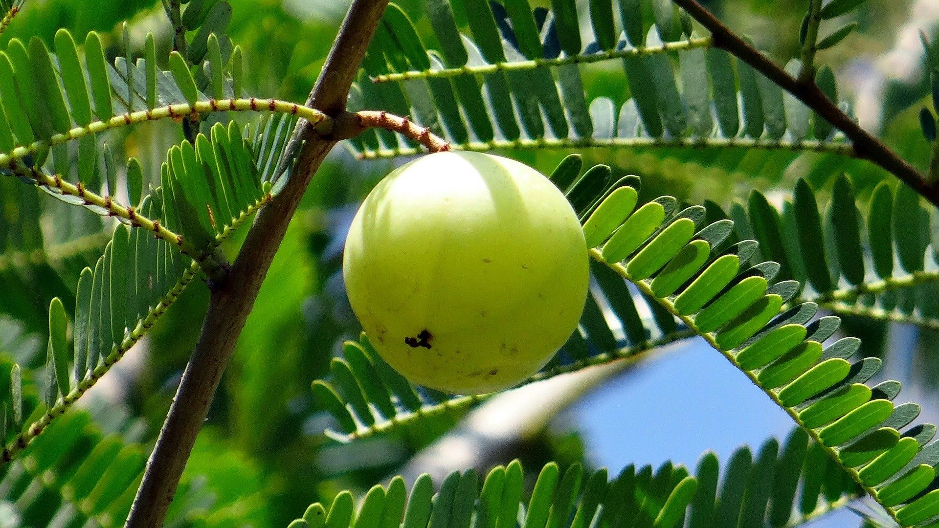 What Are Benefits Of Amla Juice For Hair