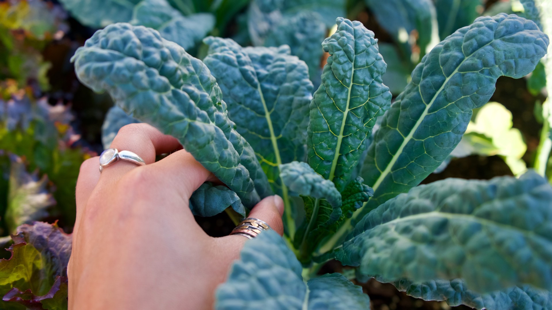 What Are The Names Of Leafy Vegetables